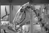 la specola 8-2017 1328